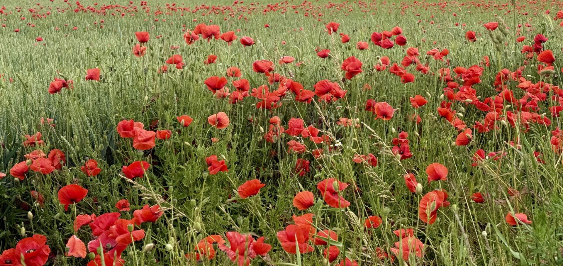 Pływanie, rower i to coś pomiędzy, czyli T1